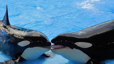 необычное поведение косаток удалось заметить благодаря беспилотникам, фото - Новости Zakon.kz от 25.06.2025 21:34