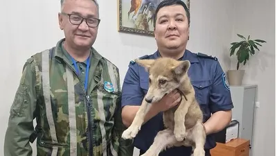 полицейские Астаны с волчонком, фото - Новости Zakon.kz от 25.06.2025 12:01