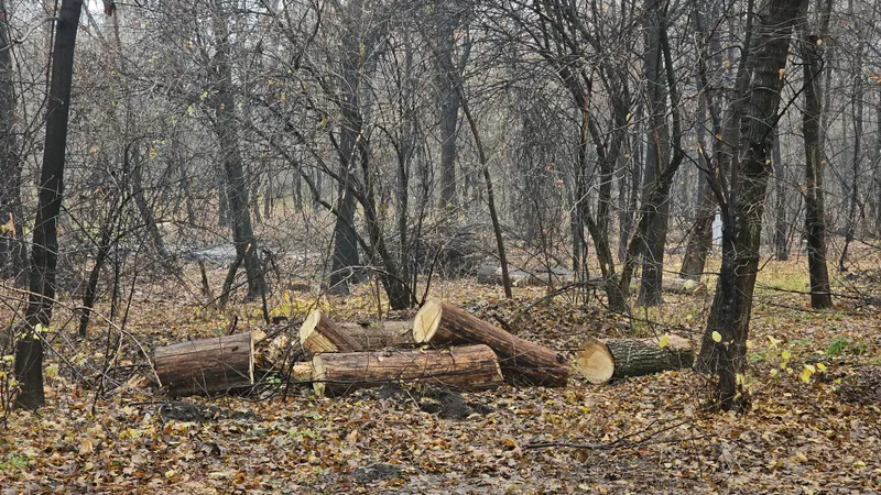 Сколько заплатят казахстанцы за незаконную рубку и уничтожение деревьев