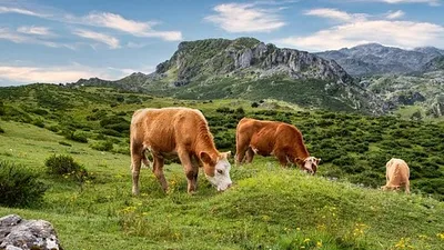 скот гибнет в ЗКО от неизвестной болезни, фото - Новости Zakon.kz от 25.06.2025 22:17