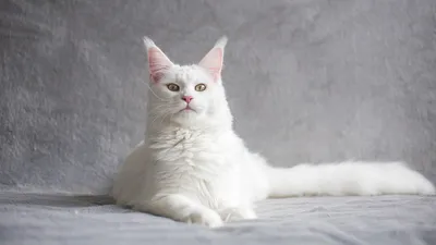 Мейн-кун, умные породы, фото - Новости Zakon.kz от 26.06.2025 12:01