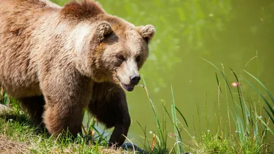 бурый медведь, стоматология, США, операция, клык, фото - Новости Zakon.kz от 26.06.2025 13:59