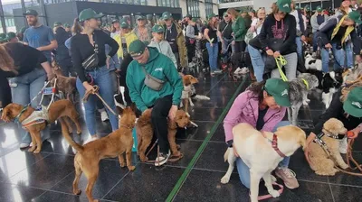 В Германии собаки попали в Книгу рекордов Гиннеса, фото - Новости Zakon.kz от 28.06.2025 06:05
