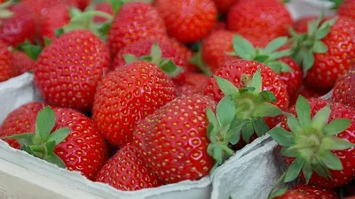 Dyson теперь продает клубнику, фото - Новости Zakon.kz от 28.06.2025 07:15