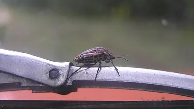 клоп, фото - Новости Zakon.kz от 27.06.2025 10:58