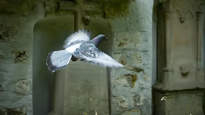 Птица, сквер, небо, фото - Новости Zakon.kz от 27.06.2025 07:58