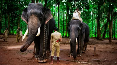 Индия, слоны, люди, фото - Новости Zakon.kz от 29.06.2025 03:59