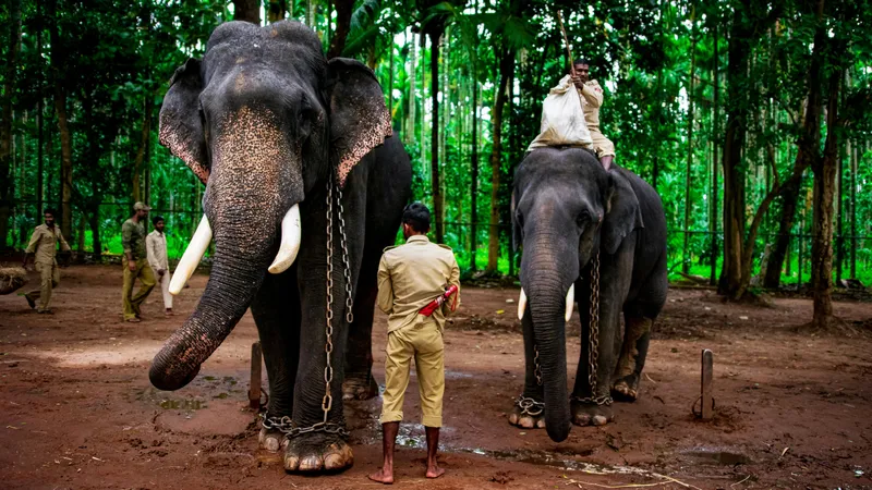 Слон атаковал толпу во время фестиваля в Индии