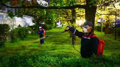 обработка от клопов, фото - Новости Zakon.kz от 29.06.2025 14:06