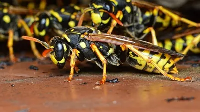 осы атаковали малыша в США, фото - Новости Zakon.kz от 29.06.2025 19:44