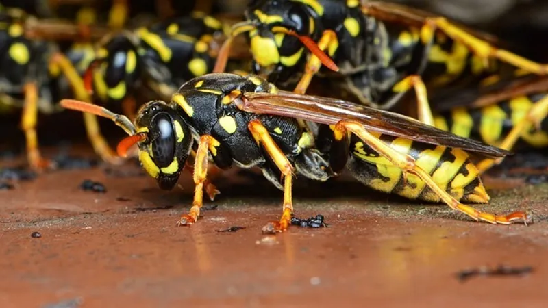 Игра обернулась ужасом: в США осы ужалили малыша 150 раз