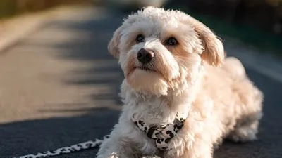 в США хозяйка нашла пропавшую собаку спустя четыре года разлуки, фото - Новости Zakon.kz от 29.06.2025 22:13