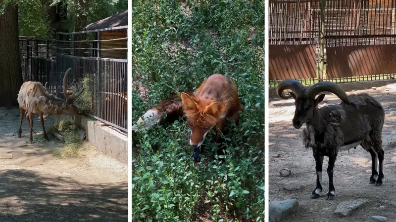 Почему шерсть облезлая: в зоопарке Алматы ответили на критику и вопросы посетителей