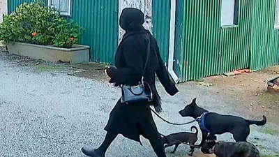 Подозреваемая, камеры, собаки, фото - Новости Zakon.kz от 01.07.2025 03:40