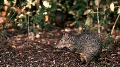 Грызун, природа, растения, фото - Новости Zakon.kz от 01.07.2025 04:19