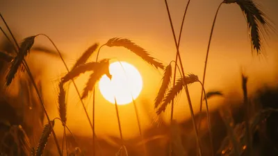 Жара накроет Астану, Алматы и Шымкент: прогноз погоды на 1, 2 и 3 июля, фото - Новости Zakon.kz от 30.06.2025 15:15