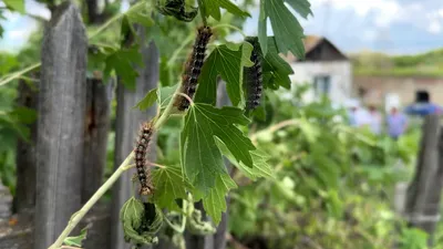 Полчища гусениц, растительность, ВКО, Усть-Каменогорск, фото - Новости Zakon.kz от 30.06.2025 13:02