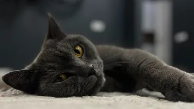 кот, владельцы, польза, врач, хорошее настроение, мурлыканье, звуки, фото - Новости Zakon.kz от 01.07.2025 12:09