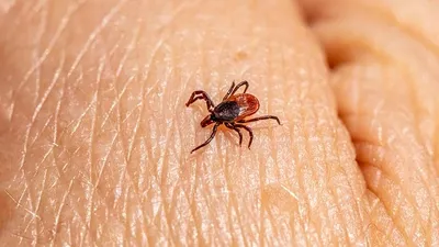 в Анталье впервые столкнулись с клещами, фото - Новости Zakon.kz от 01.07.2025 18:43