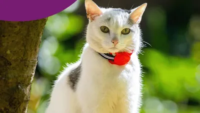 Благотворительная организация Cats Protection проводит конкурс кошек, фото - Новости Zakon.kz от 02.07.2025 08:50