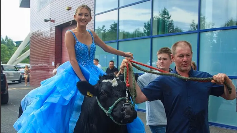Британская школьница приехала на выпускной верхом на корове