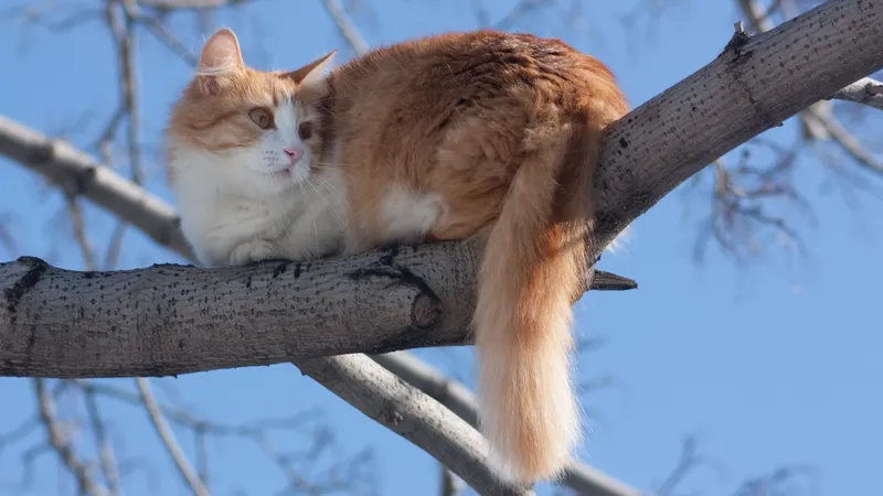 Кошка провела 8 дней на дереве: МЧС организовало спасательную операцию