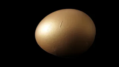 Яйцо динозавра, фото - Новости Zakon.kz от 03.07.2025 03:30