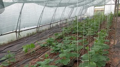 Программа "Ауыл аманаты" в Абайском районе, фото - Новости Zakon.kz от 02.07.2025 10:26