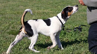 датско-шведская собака, фото - Новости Zakon.kz от 03.07.2025 09:32