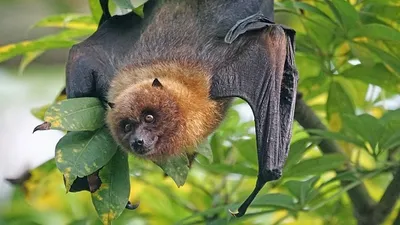 летучая мышь залетела в квартиру в Жезказгане, фото - Новости Zakon.kz от 04.07.2025 00:17