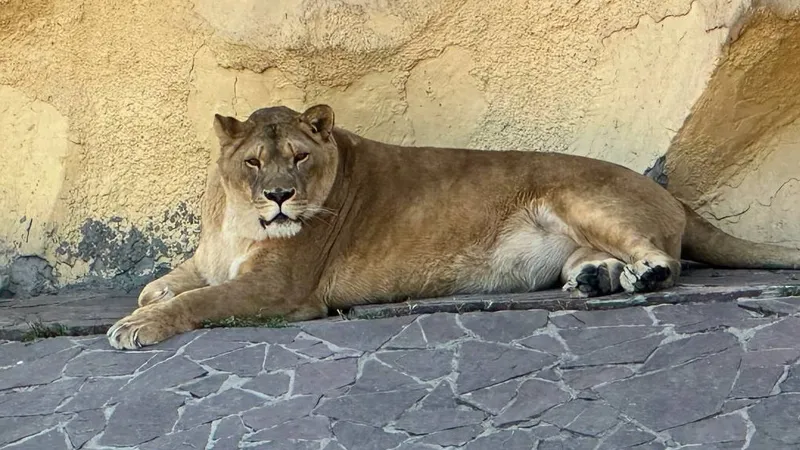 Мороженое, грязевые ванны и бассейн: как обитатели зоопарка Алматы спасаются от изнурительной жары