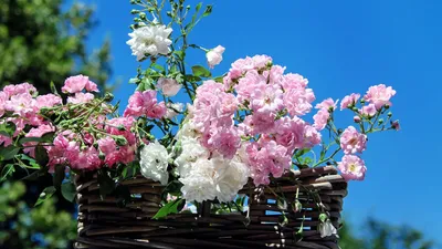 праздник Ивана Купалы, хороводы, интересное, традиции, можно и нельзя, фото - Новости Zakon.kz от 04.07.2025 11:48