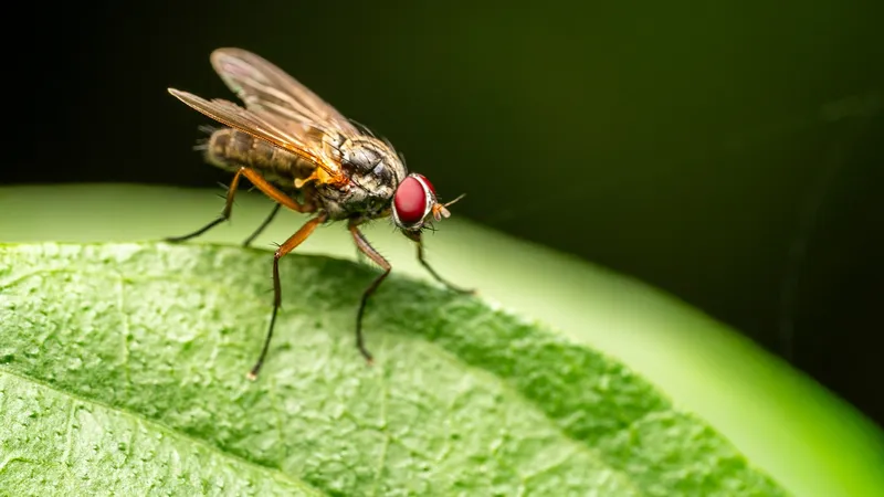 Миллиарды мух готовы сбросить США на Мексику и Техас