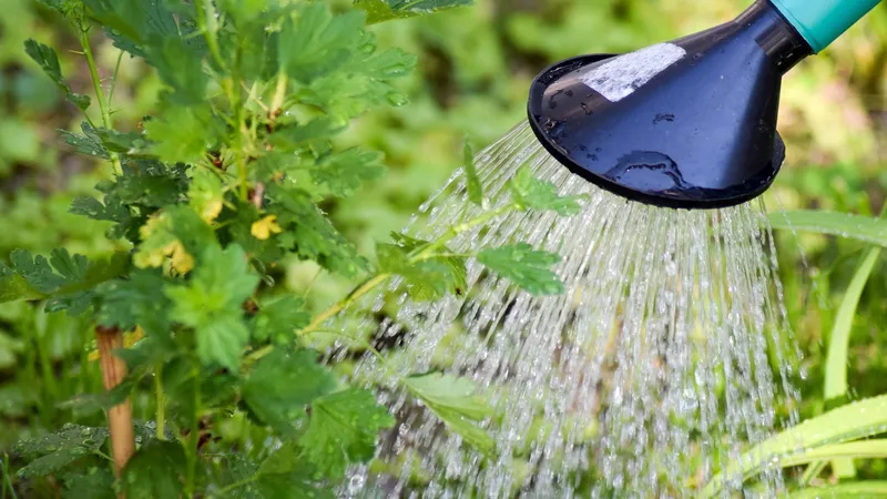 Не 100 га, а 9: в Минводы опровергли слухи о масштабной нехватке воды