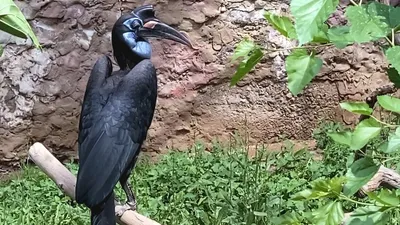 Абиссинские рогатые вороны, птицы, интересное, зоопарк Алматы, фото - Новости Zakon.kz от 05.07.2025 09:56