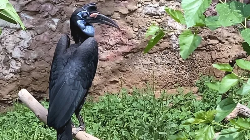 Рогатые вороны, которые не вороны: зоопарк Алматы раскрывает секрет