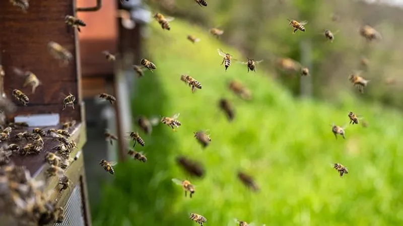 Десятки человек пострадали от внезапного нападения сотен пчел во Франции