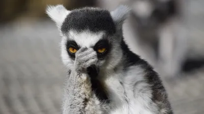 Животные, природа, деревья, фото - Новости Zakon.kz от 09.07.2025 05:59