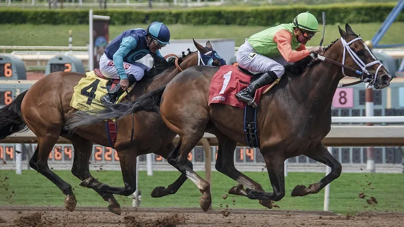 Регистрировать и использовать спортивных лошадей будут согласно правилам