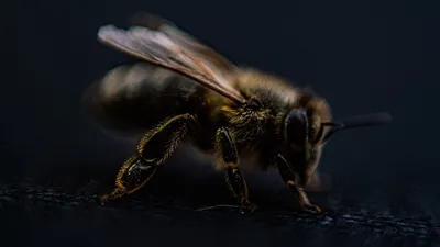 пчелу-киборга разработали в Китае, фото - Новости Zakon.kz от 11.07.2025 21:21
