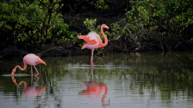 Зачем фламинго зеркало: в зоопарке Алматы раскрыли неожиданный секрет