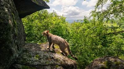 пума в горах, фото - Новости Zakon.kz от 12.07.2025 16:38