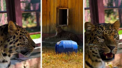 животные, хищники, зоопарки , фото - Новости Zakon.kz от 13.07.2025 17:10