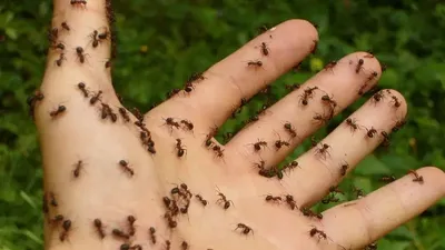 муравьи, фото - Новости Zakon.kz от 13.07.2025 09:55