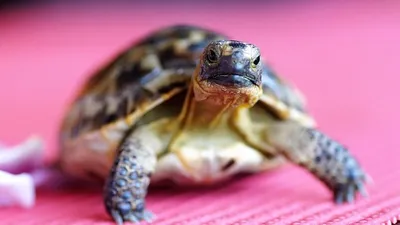 черепаху обвинили в разжигании пожара в Лондоне, фото - Новости Zakon.kz от 14.07.2025 22:19