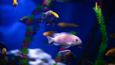 рыбки, капот, машины, жара, наказание, Узбекистан, фото - Новости Zakon.kz от 14.07.2025 17:37