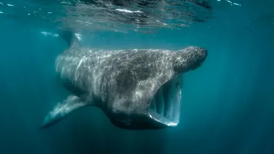 Подводные обитатели, существо, вода, фото - Новости Zakon.kz от 15.07.2025 03:20