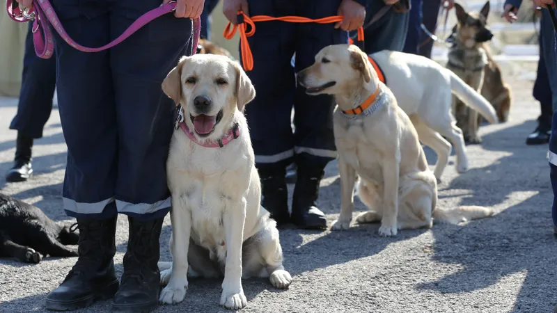 Абай облысында жыл басынан бері қызметтік иттердің көмегімен 31 қылмыс ашылды