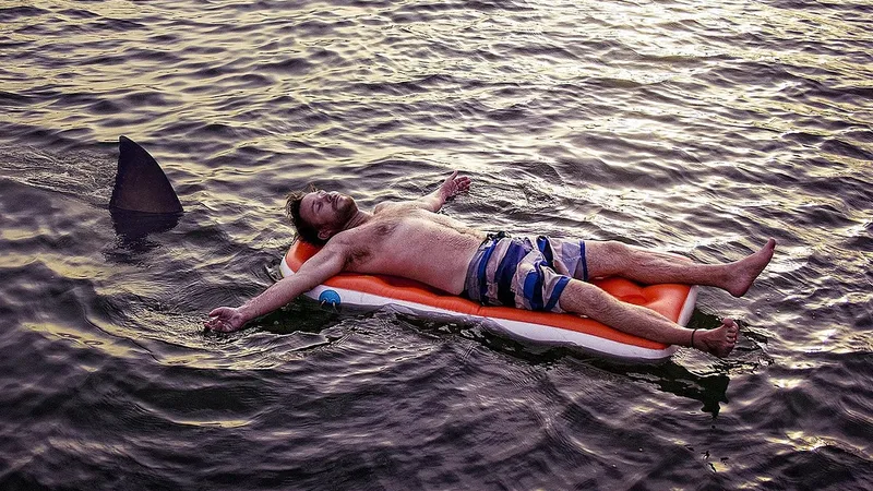 Зоолог рассказал, что делать, если вы случайно встретили акулу в море