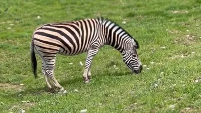 зебра в зоопарке Шымкента, фото - Новости Zakon.kz от 17.07.2025 13:38